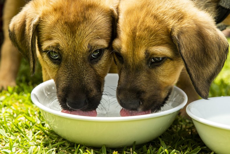 two puppies eating from bowl