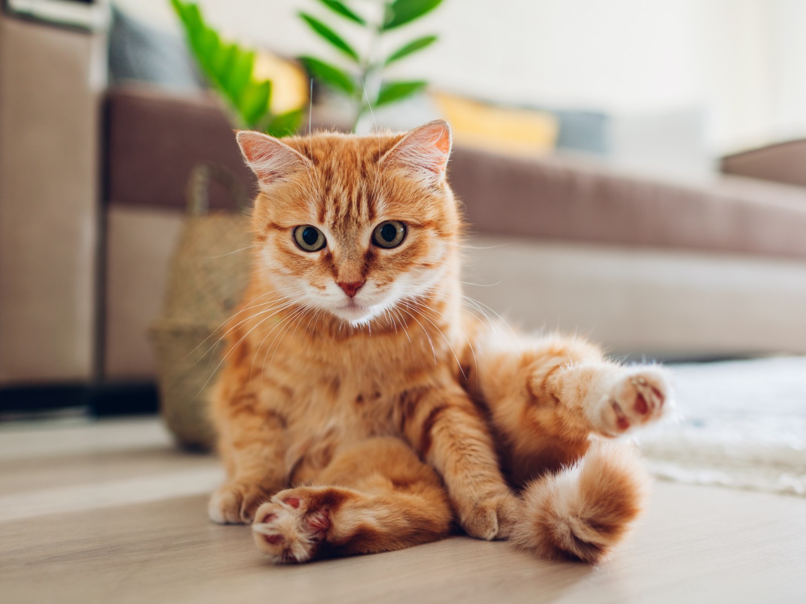 Cat Cleans Owner S House And Tidies Away Toys In Adorable Viral Video Cat Cleans Owner S House And Tidies Away Toys In Adorable Viral Video