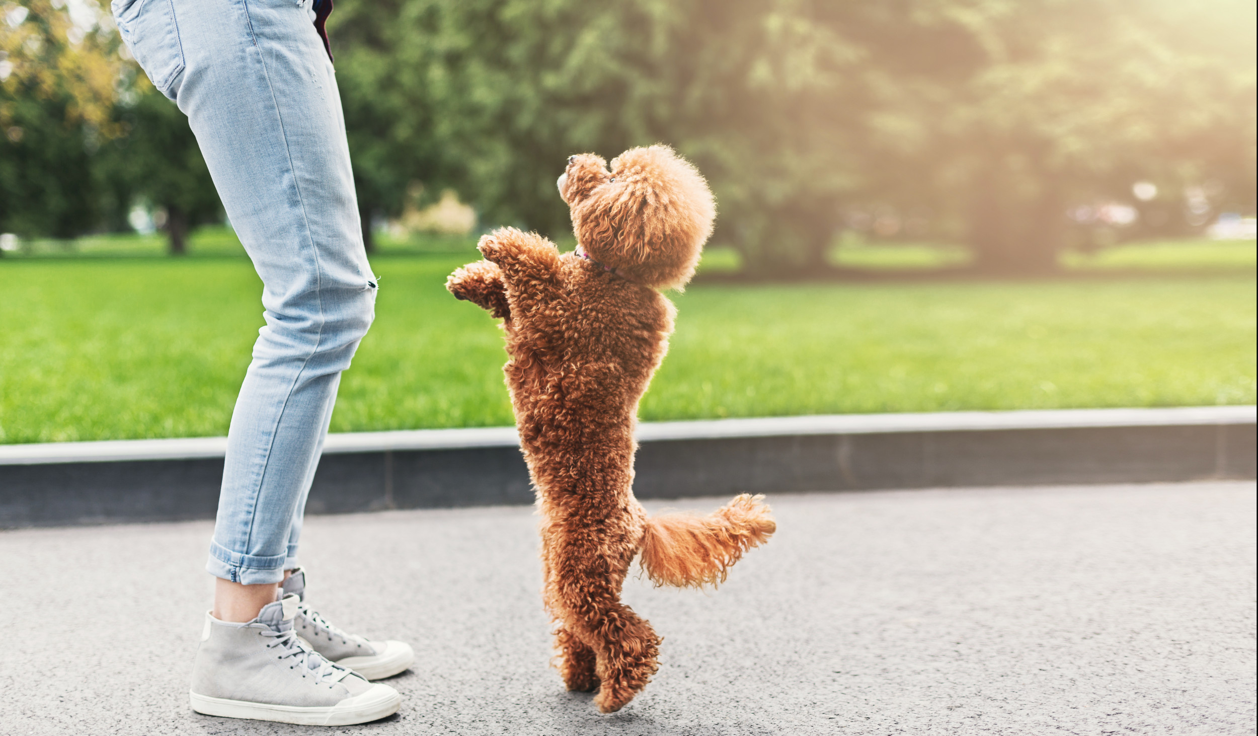 toy poodle tricks