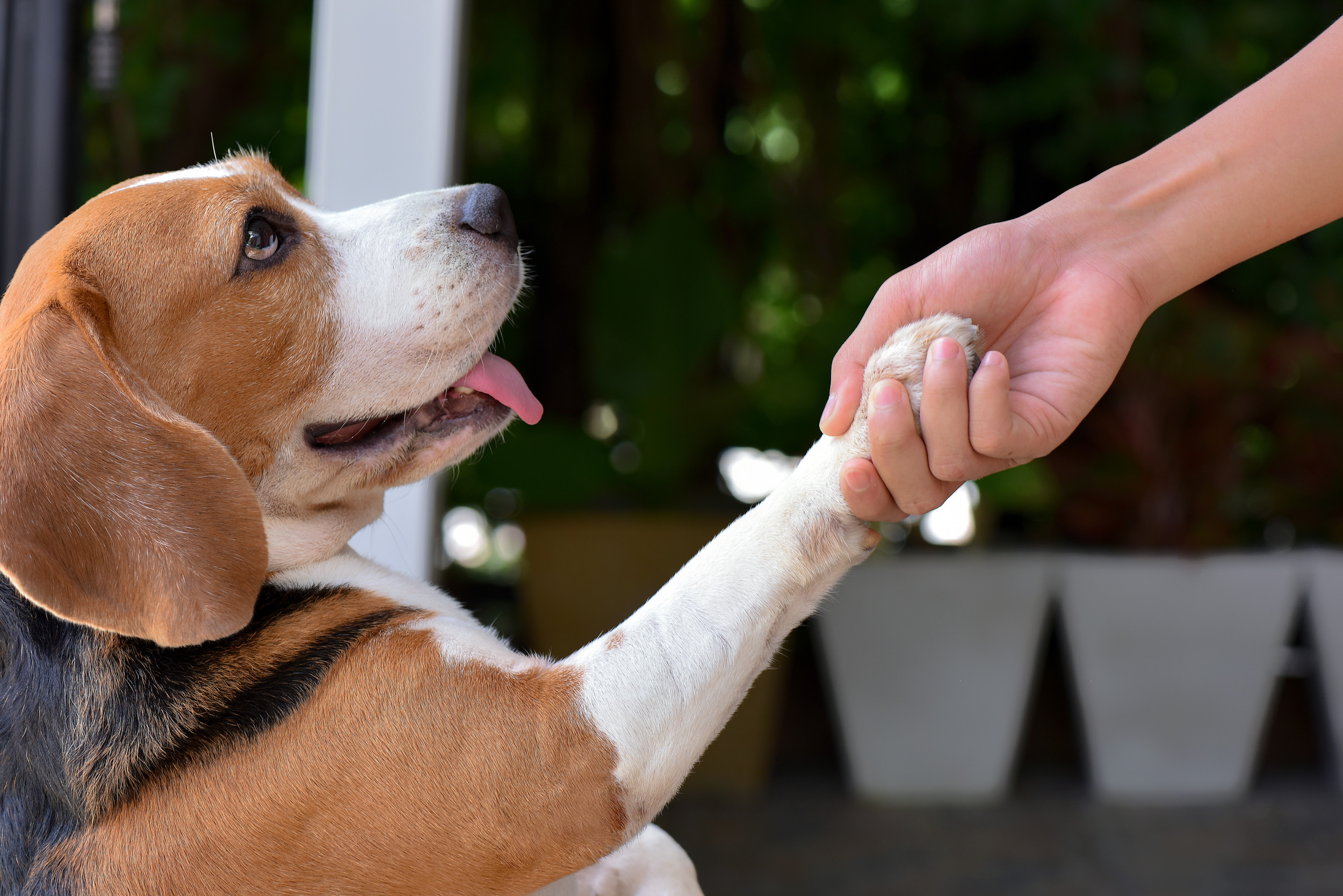 https://d.newsweek.com/en/full/1787062/dog-tricks.jpg