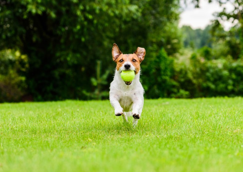 Dog tricks