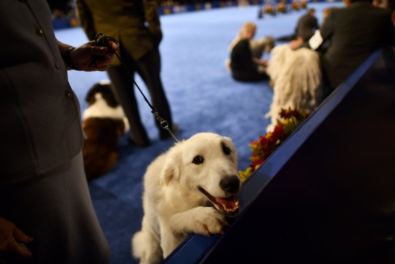 Kuvasz dog