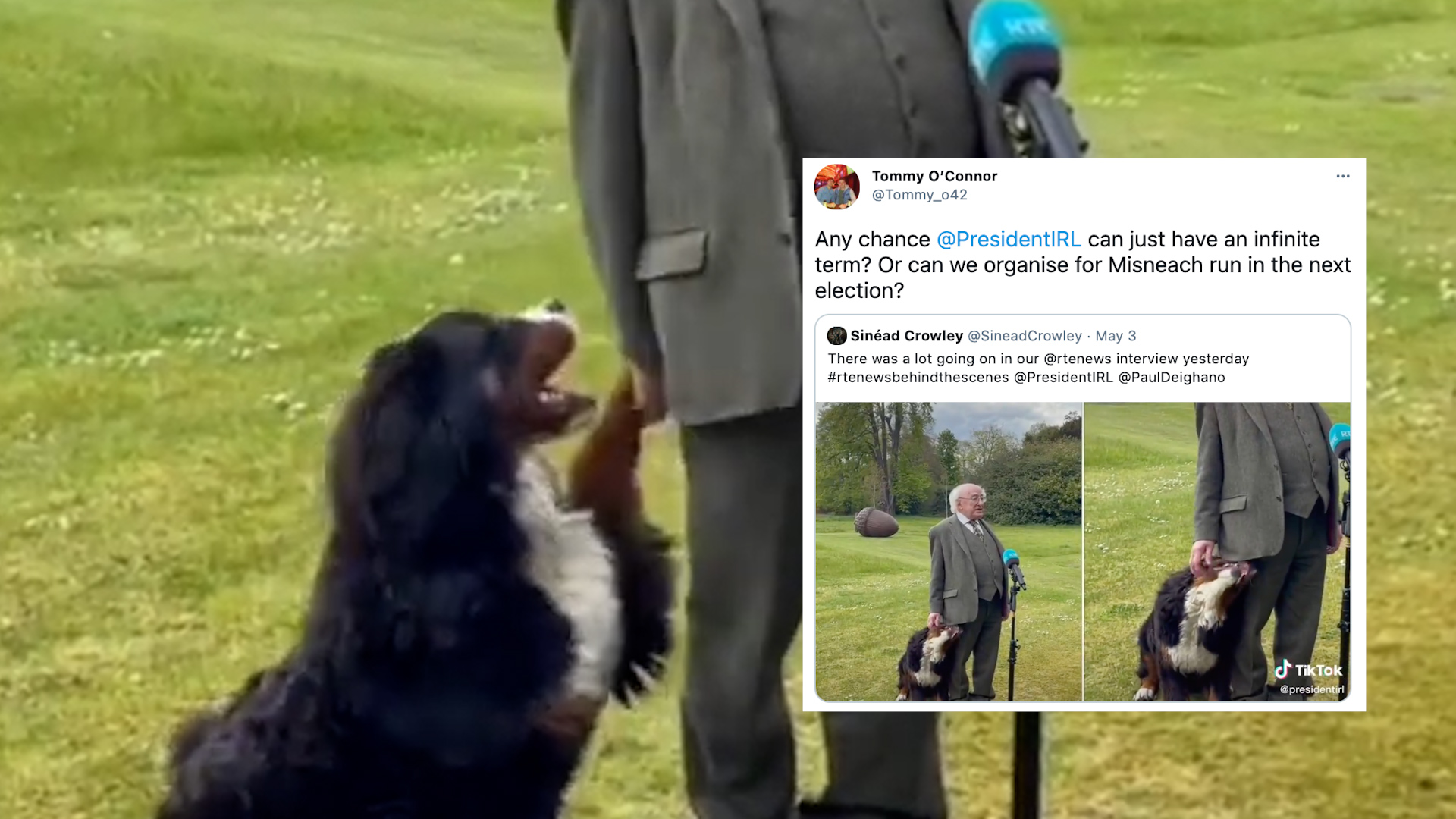 French Bulldog Practices Yoga Alongside Owner In Hilarious Video