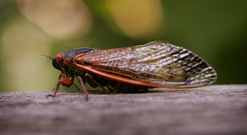 A periodical cicada