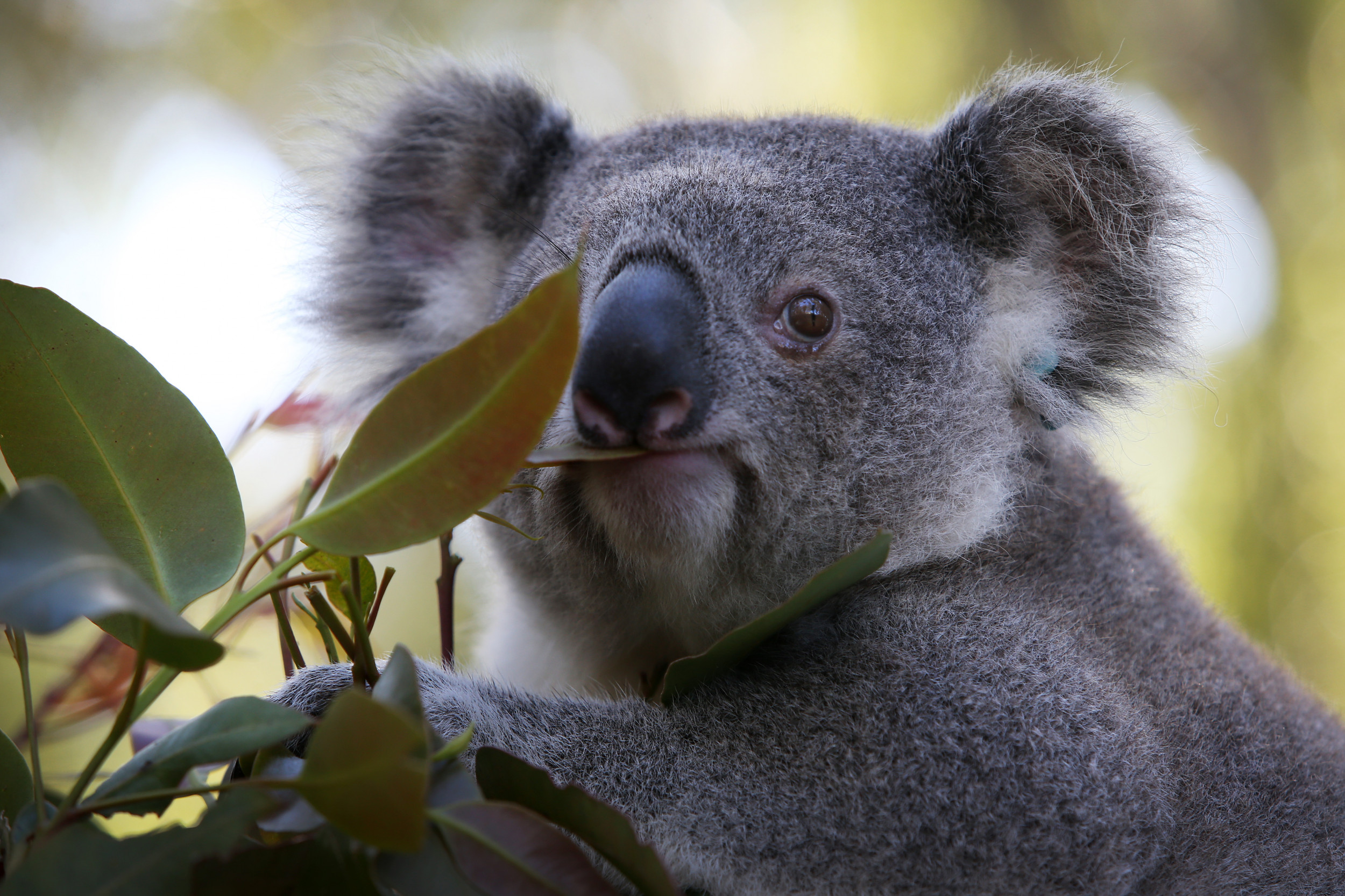  I'm A Real Life Koala Koalas Koala Bear Animal Cute