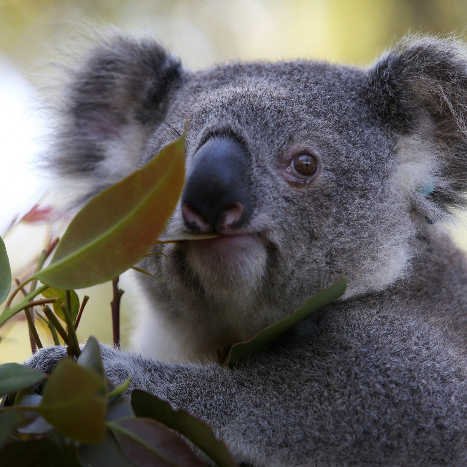 Angry Koala Sound