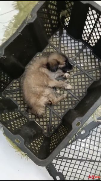 Animal Volunteers Rescue Suffocating Puppies And Kittens