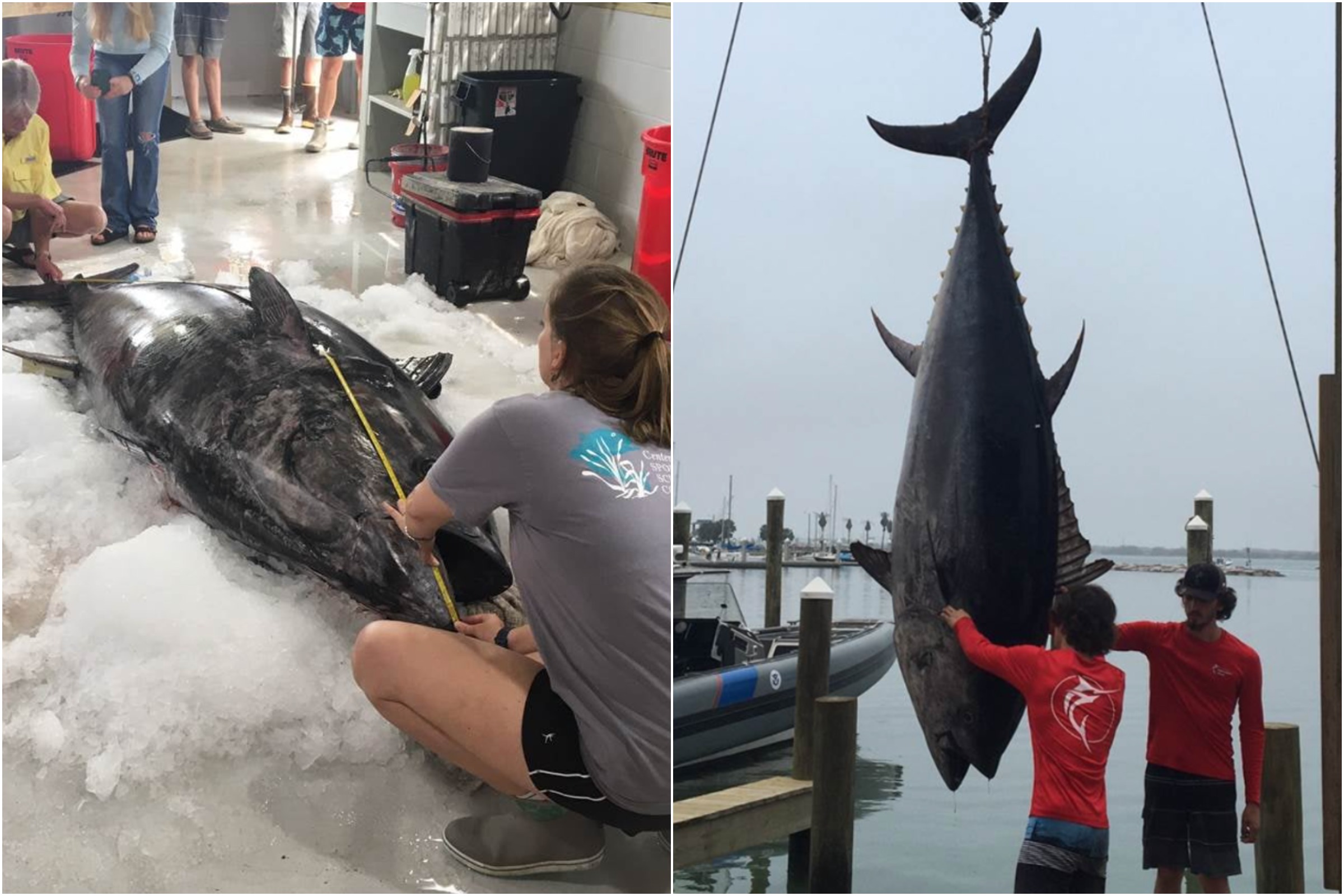Angler Chronicles - Another Bluefin Tuna for Angler Chronicles