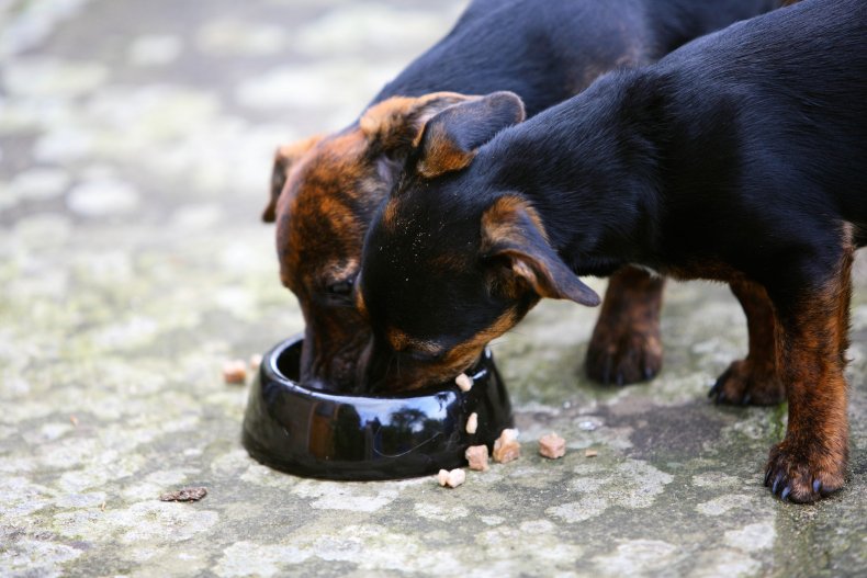 Dog feeding