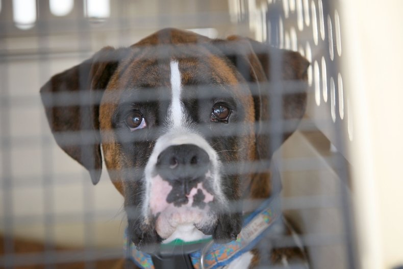 Dog in Crate