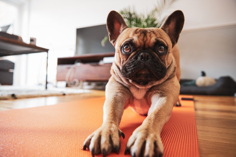 French bulldog yoga mat