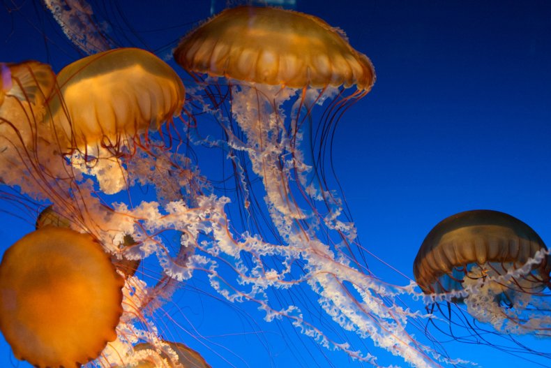 Stock image of jellyfish swimming