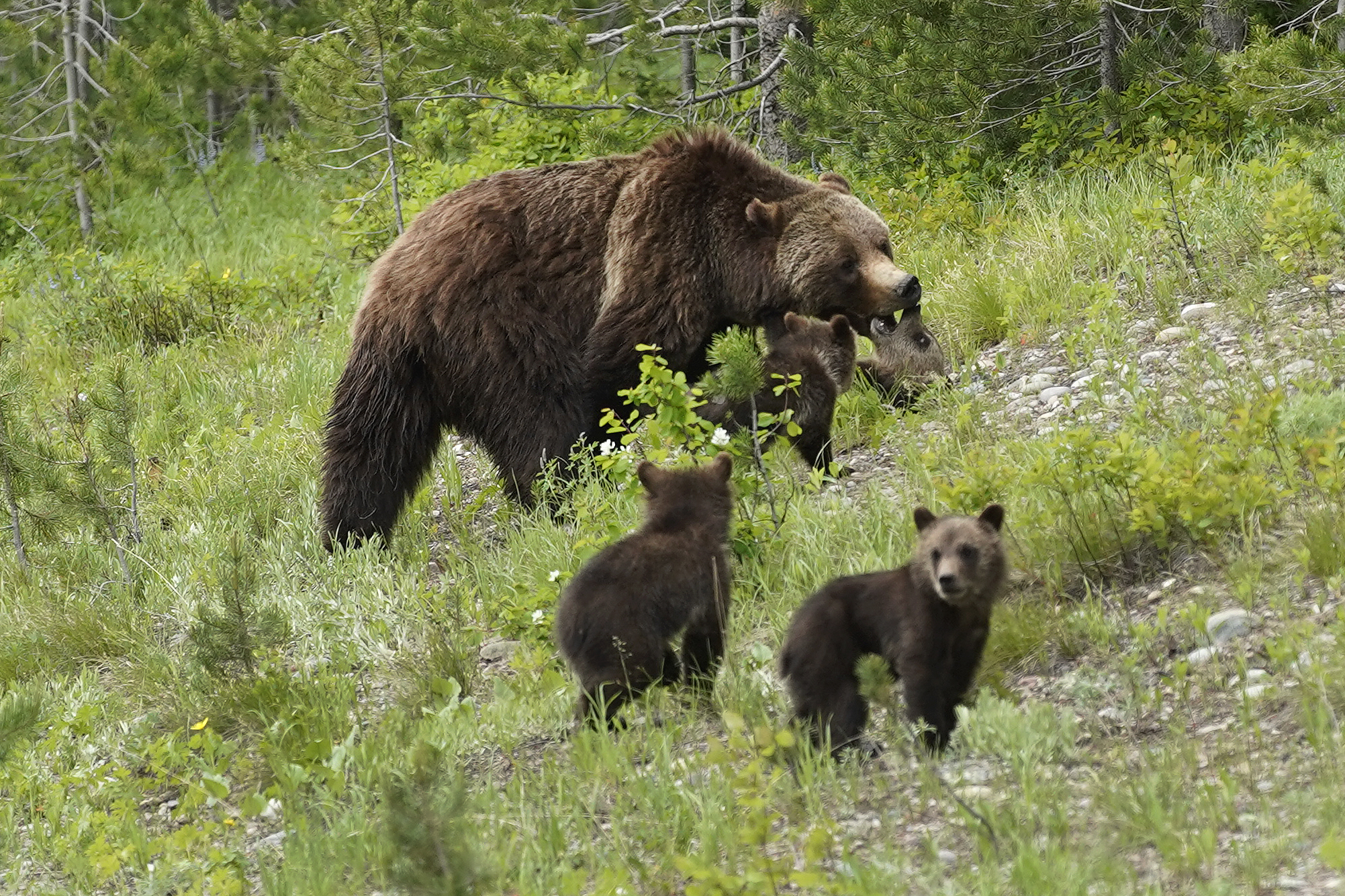 B.C. bears: Grizzly sow and 2 cubs trapped in Nelson