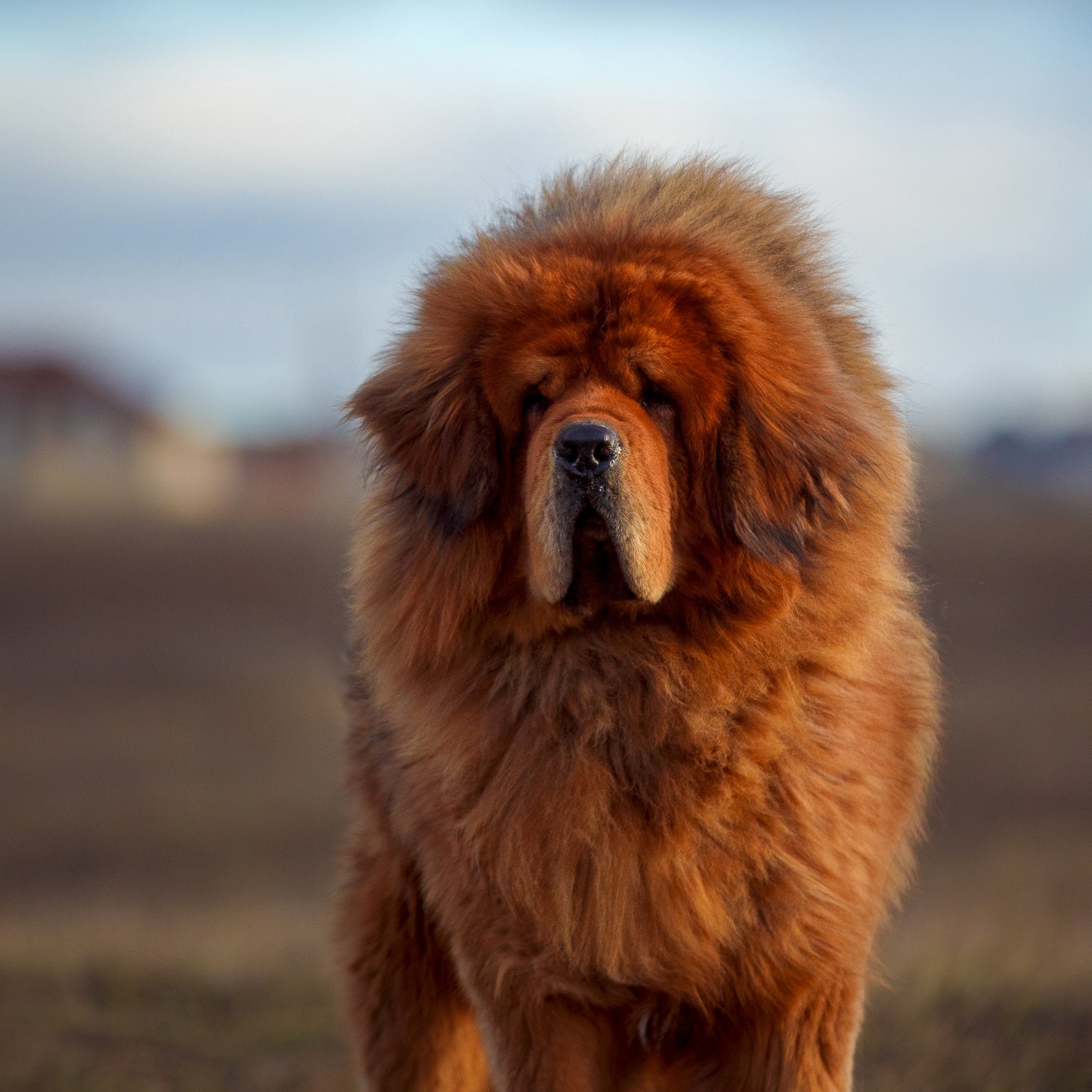 Giant Tibetan Mastiff 'As Big As a Bear' Goes Viral Trying to Get Into Car