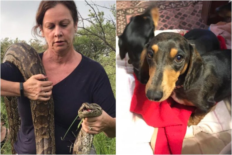 Woman saves dog from 15-foot python
