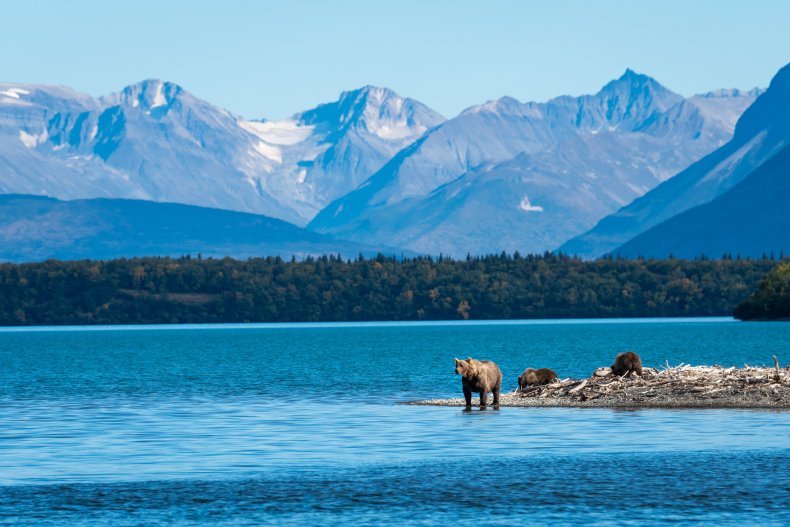 Alaska bears