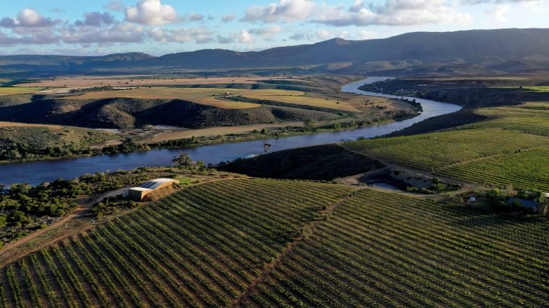 Wine vineyards Western Cape South Africa 2020