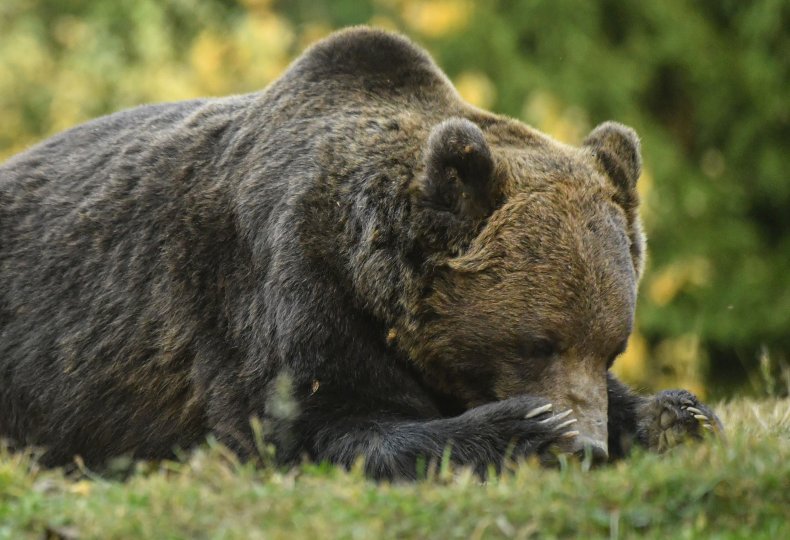 Austrian prince killed largest bear in Romania