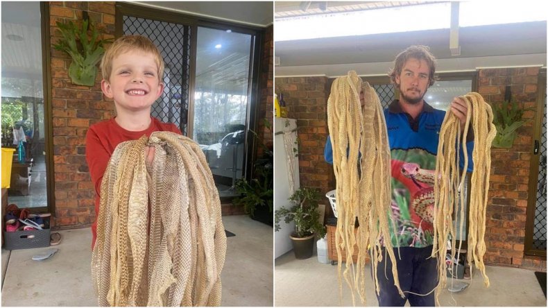 Snake catcher finds dozens of snake skin