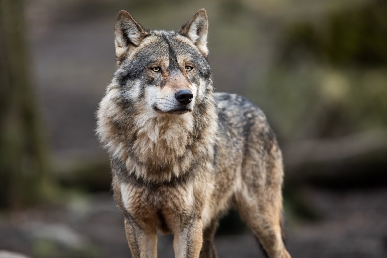 Wolf