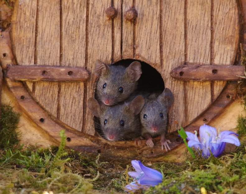 Mouse family
