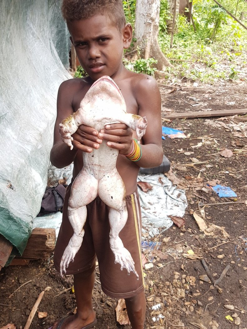 Solomon Islands boy clutches giant frog.