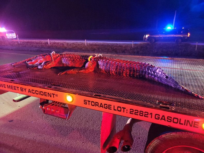 Giant alligator dies in vehicle collision 