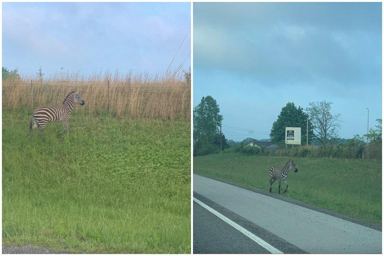 Zebra in Tennessee