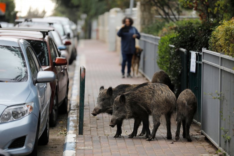 Feral pigs terrorize village. 