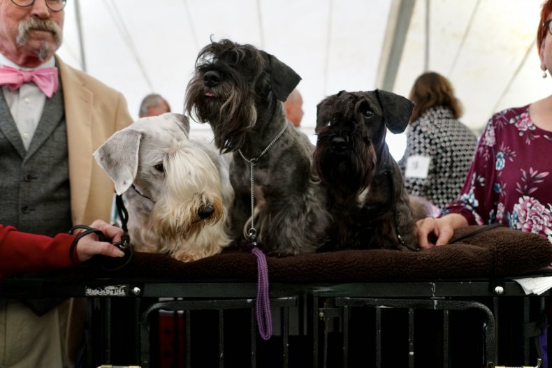 Cesky Terriers