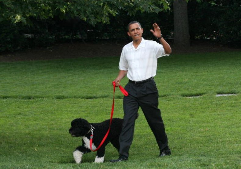 Obama Dog Bo