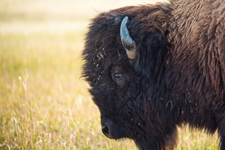 Bison