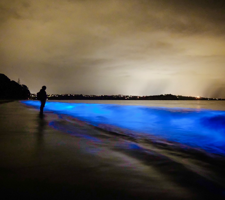 Bioluminescence on Tindalls Beach