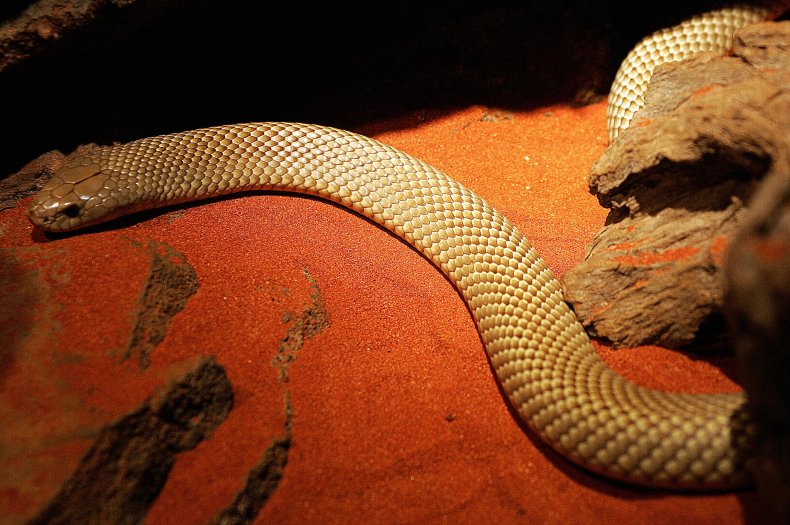 Mulga snake at Australian Reptile Park 2004
