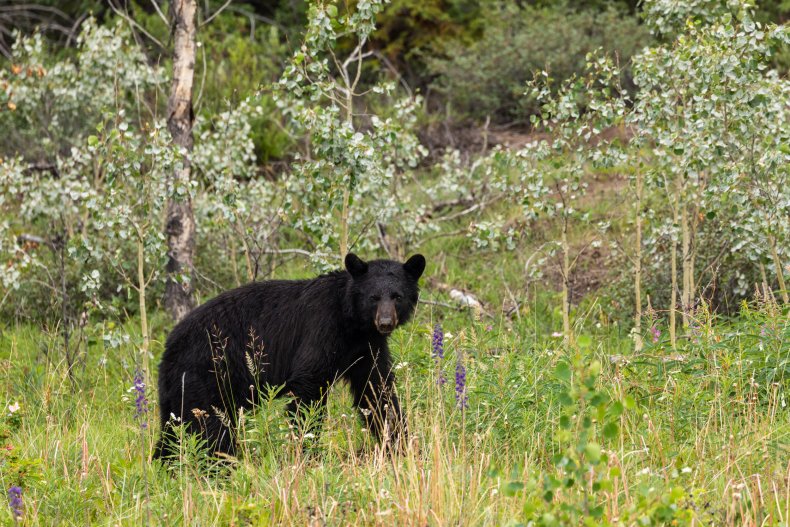 A black bear