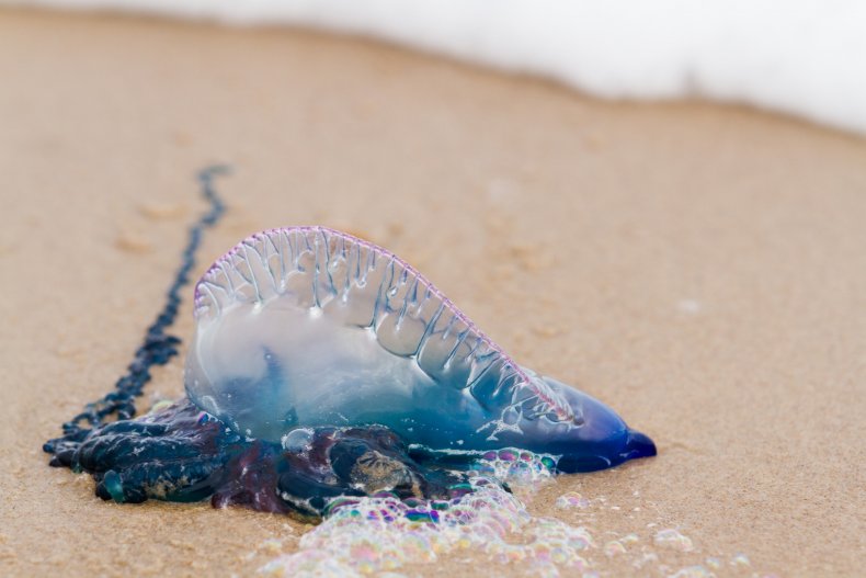 jellyfish Portuguese man o' war