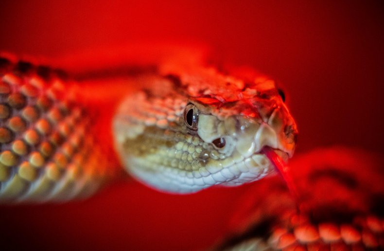Rattlesnake