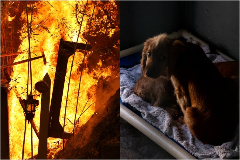 11-year-old girl died in fire saving dogs