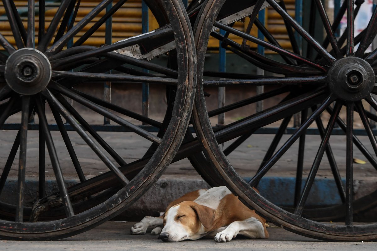 Sleeping Dog Under Wheels