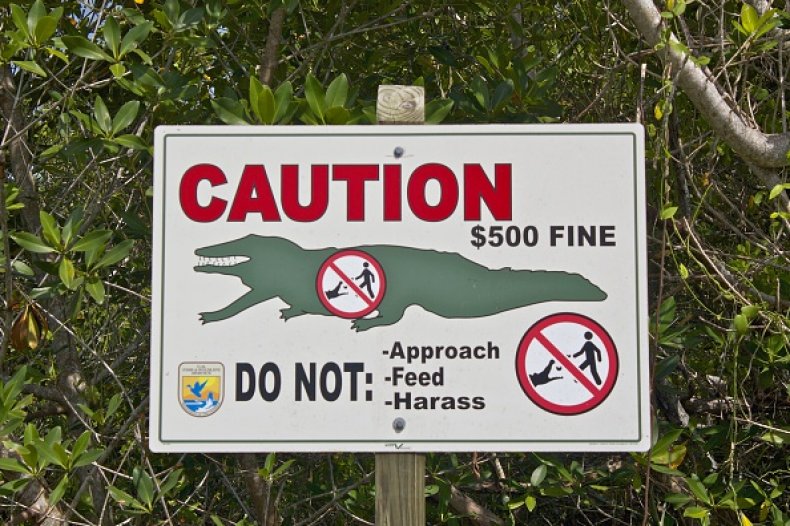 Alligators