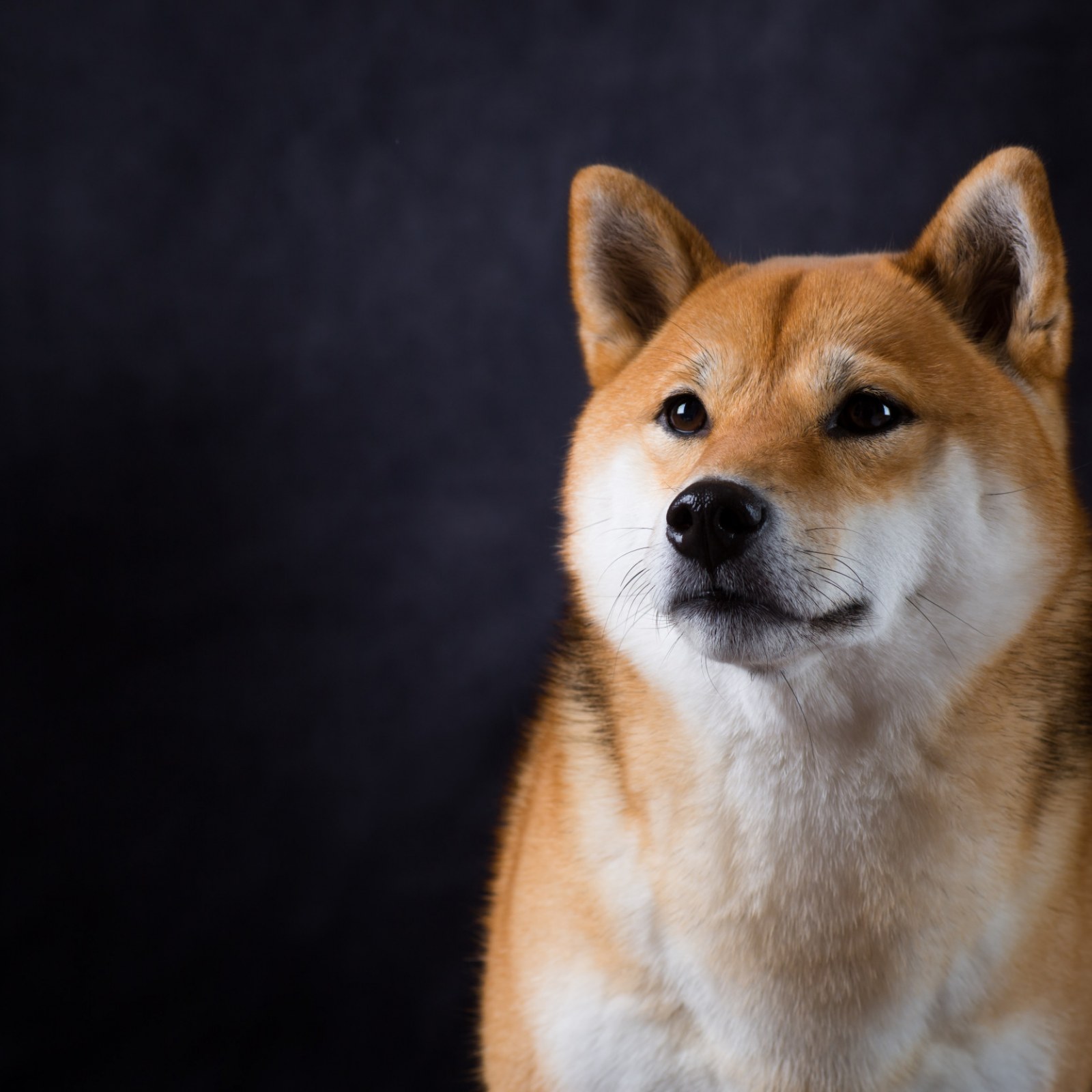 shiba inu coin sell off