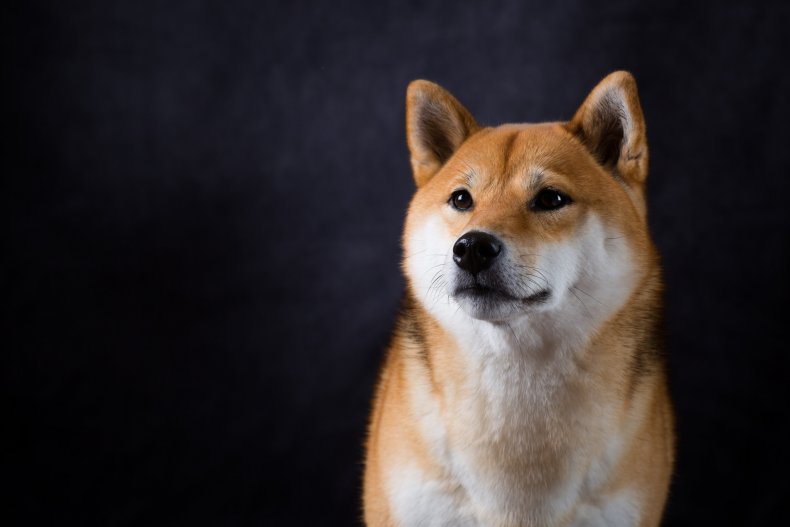 Shiba Inu