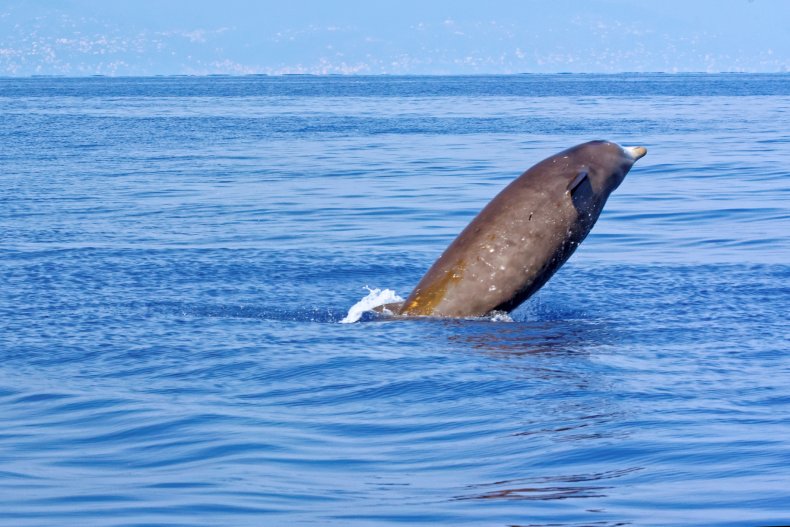 A Cuvier’s beaked whale in the sea