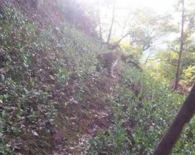 Tea Grower Spots Escaped Zoo Leopard