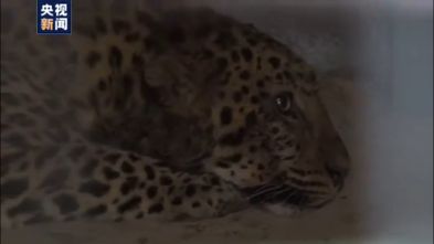 Chinese Zoo Finds Escaped Leopards Chinese Zoo Finds Escaped Leopards