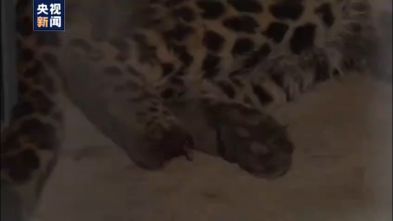 Chinese Zoo Finds Escaped Leopards