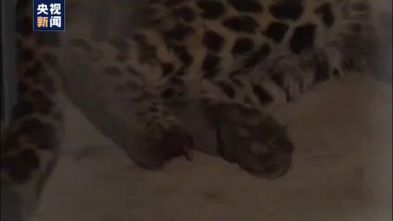 Chinese Zoo Finds Escaped Leopards Chinese Zoo Finds Escaped Leopards