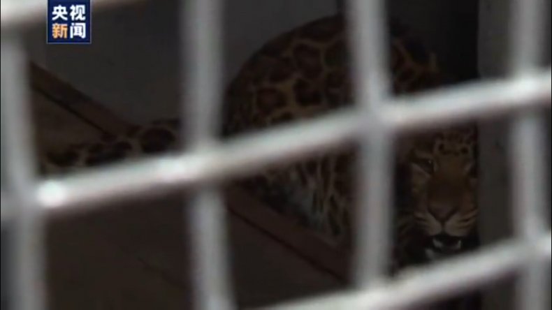 Chinese Zoo Finds Escaped Leopards