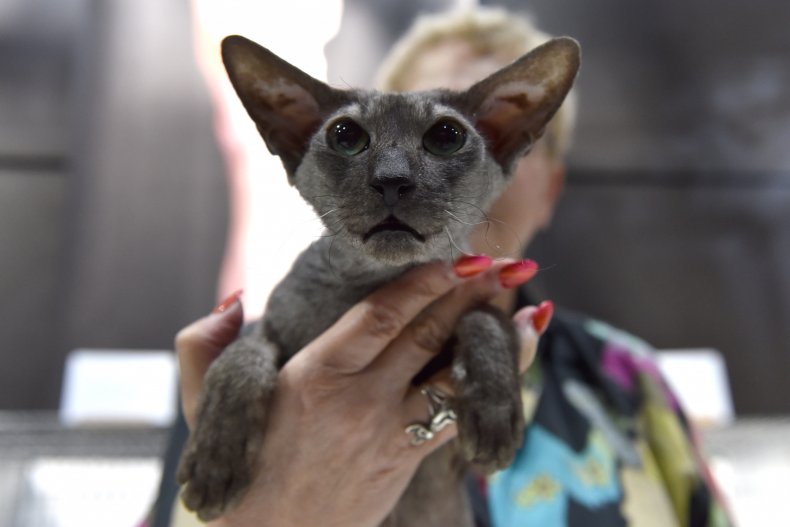 Peterbald cat
