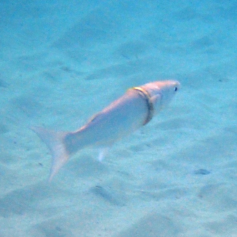 Wedding ring fish